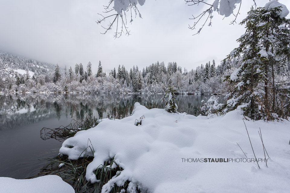 verschneite Bäme am Crestasee