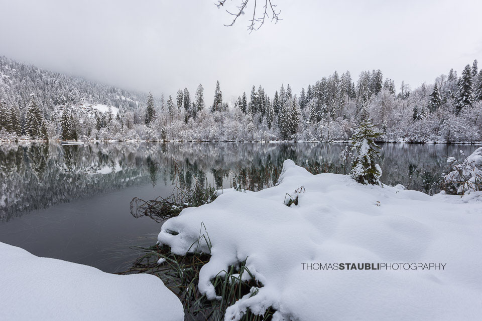 verschneite Bäme am Crestasee