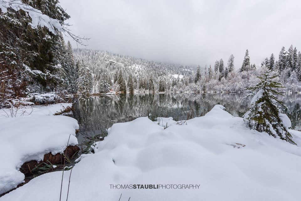 verschneite Bäme am Crestasee
