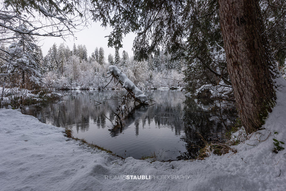 verschneite Bäme am Crestasee