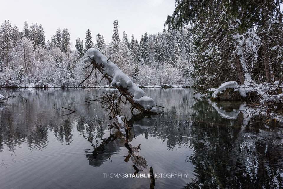 verschneite Bäme am Crestasee