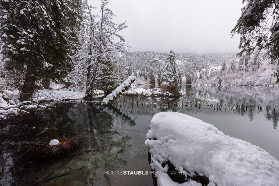 verschneite Bäme am Crestasee