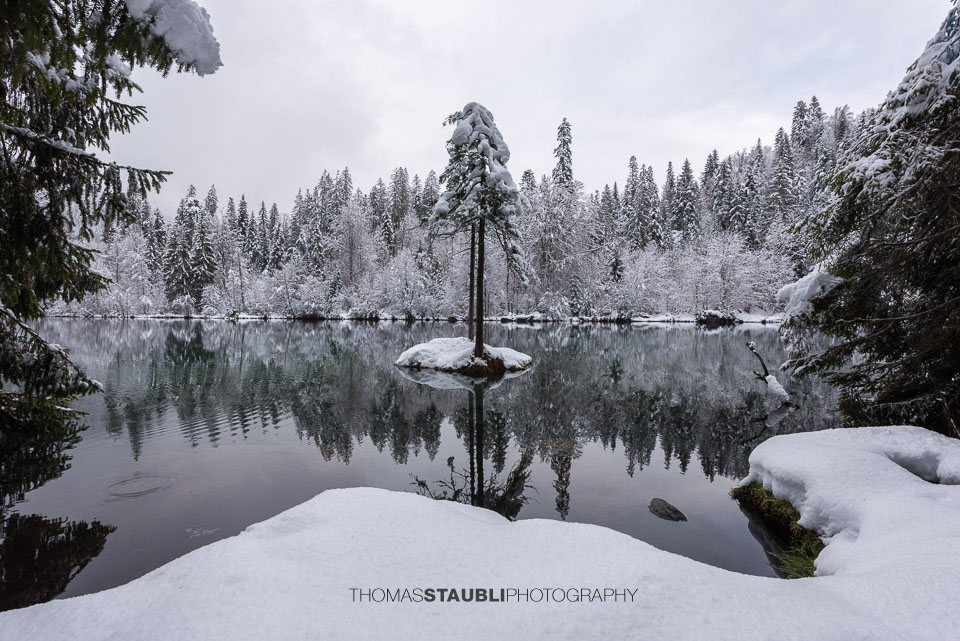 verschneite Bäme am Crestasee