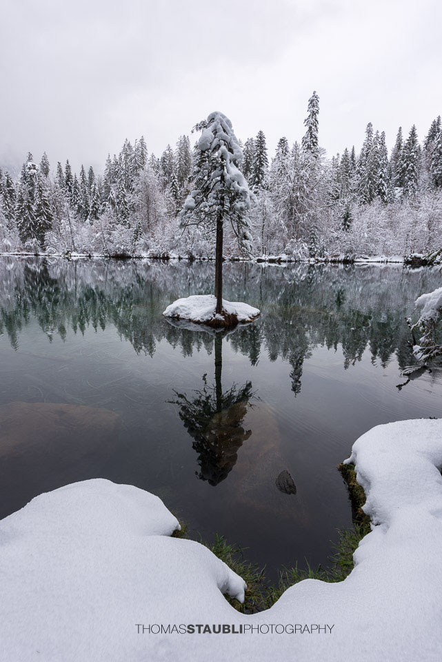 verschneite Bäme am Crestasee