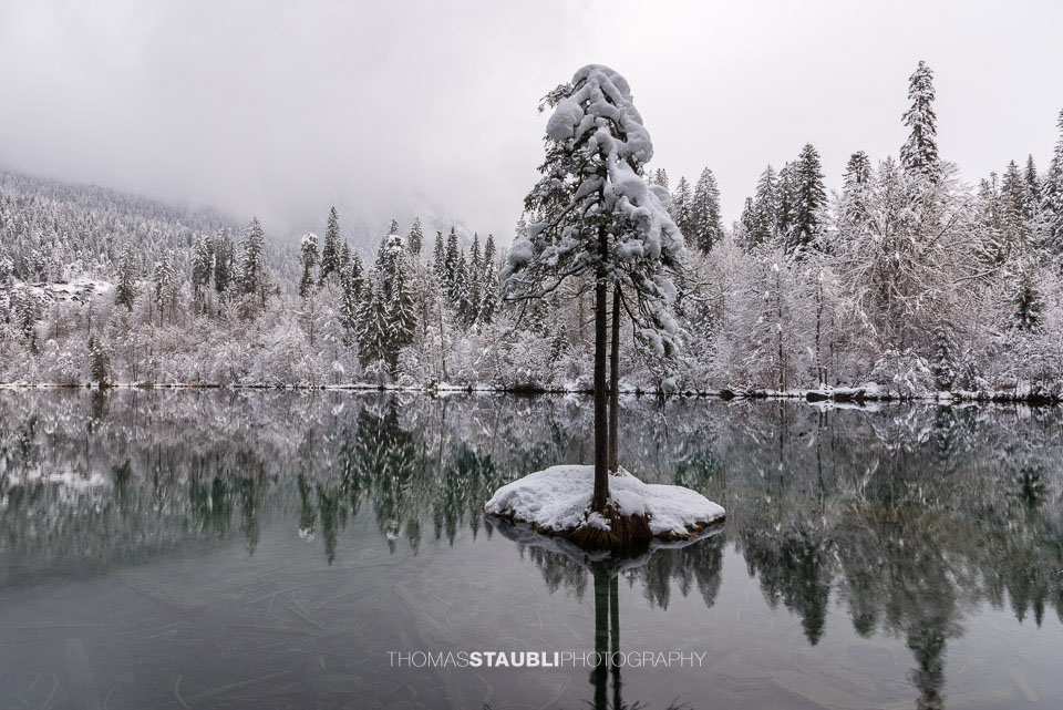 verschneite Bäme am Crestasee
