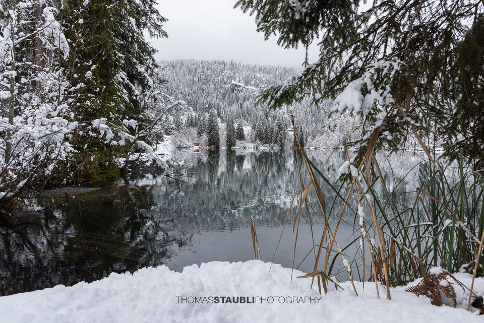 verschneite Bäme am Crestasee