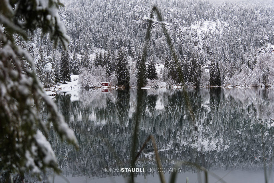 verschneite Bäme am Crestasee