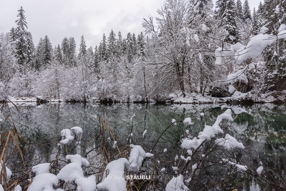 verschneite Bäme am Crestasee
