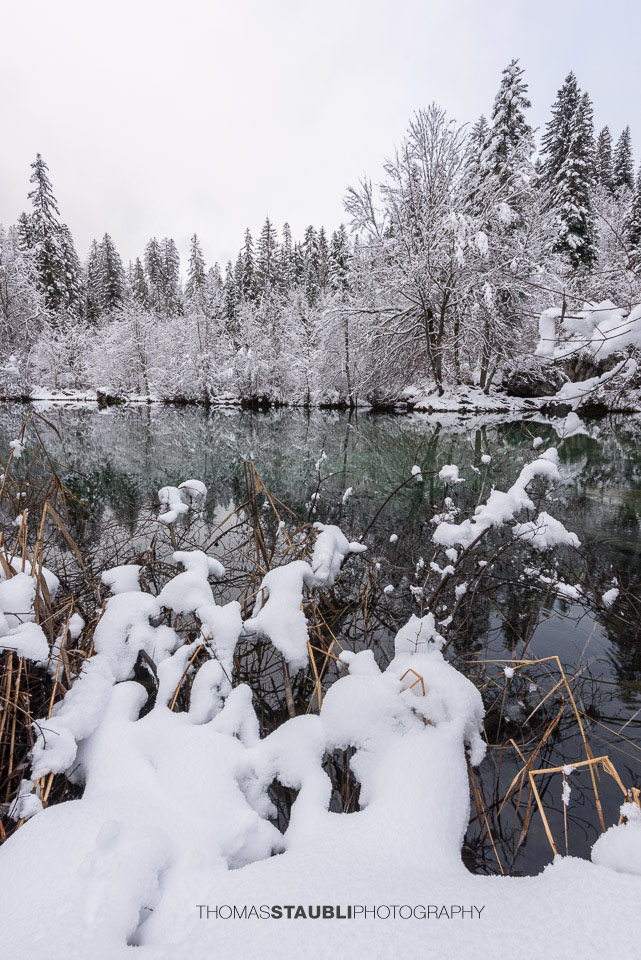 verschneite Bäme am Crestasee