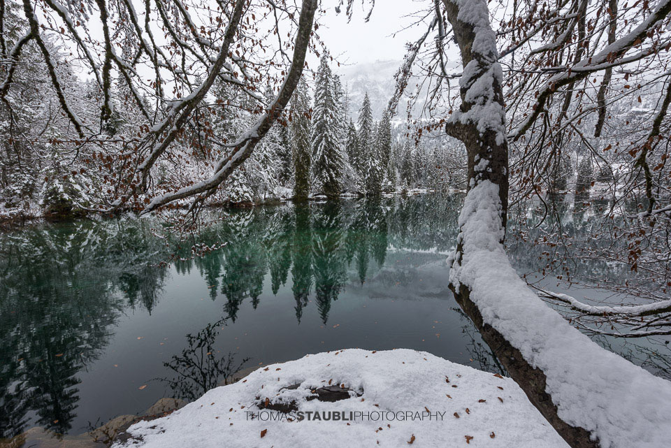 verschneite Bäme am Crestasee