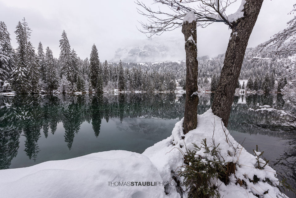 verschneite Bäme am Crestasee