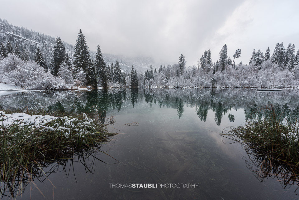 verschneite Bäme am Crestasee