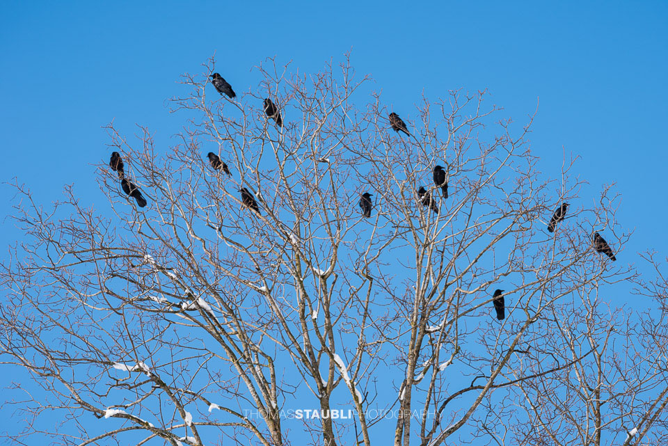 Krähen beim Sonnenbaden