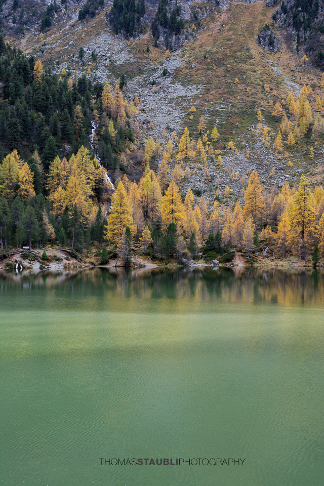 Lärchen am Palpuognasee