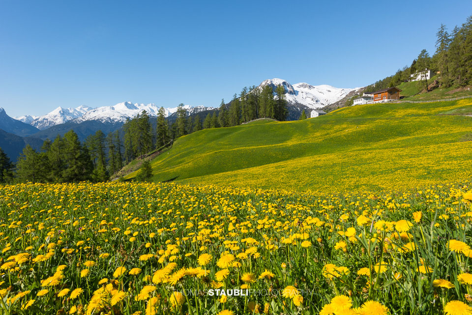Löwenzahnwiese bei Mathon