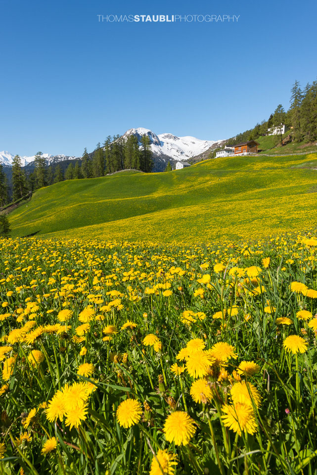 Frühling am Schamserberg