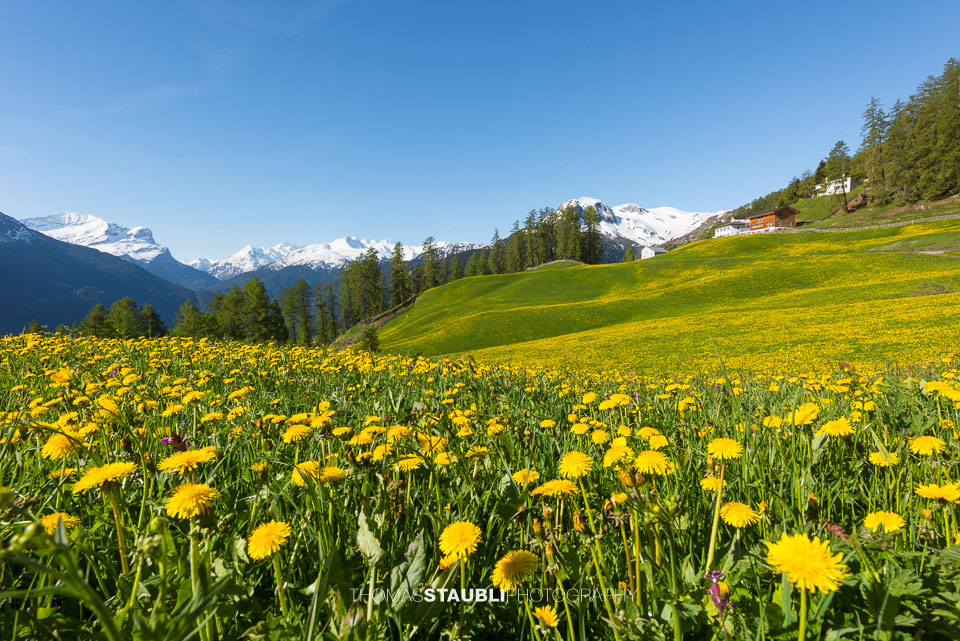 Frühling am Schamserberg