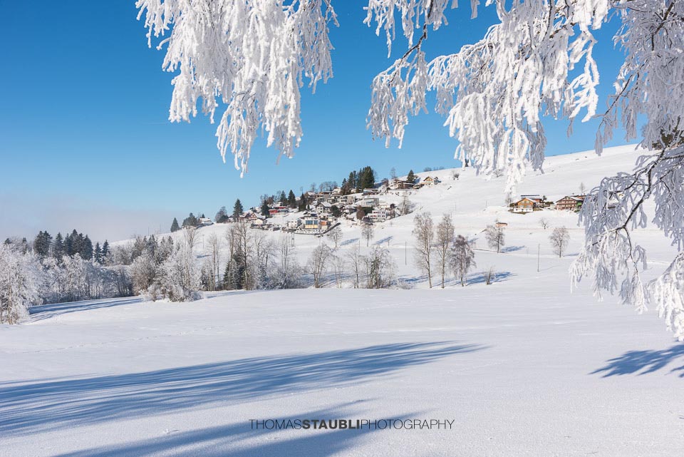 Böschi im Winterkleid