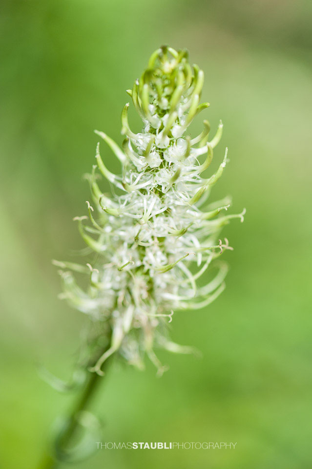 Ährige Teufelskralle auch weisse Teufelskralle genannt