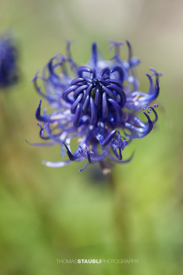 kugelige Teufelskralle