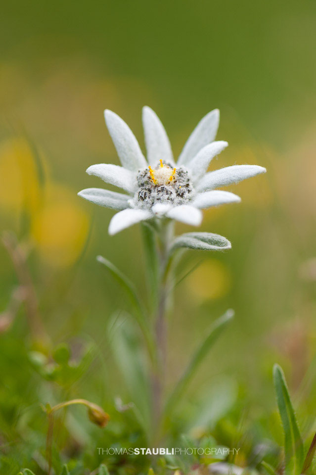 Edelweiss