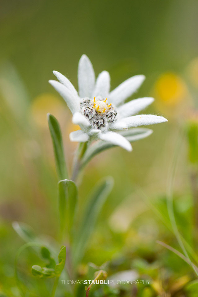Edelweiss