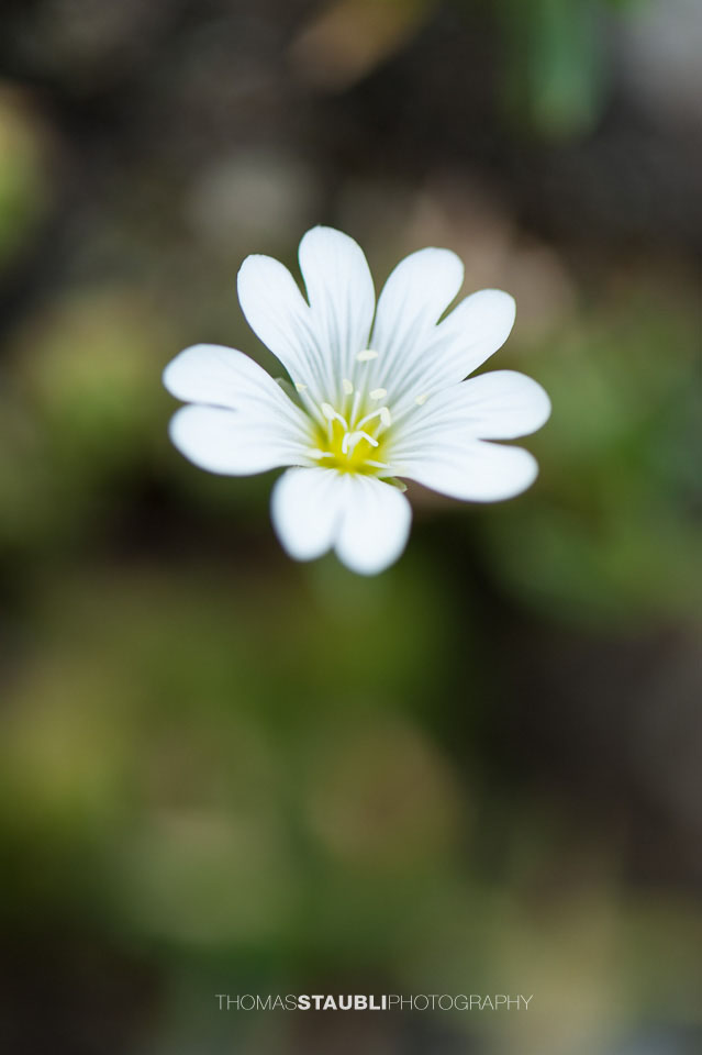 Alpenflora