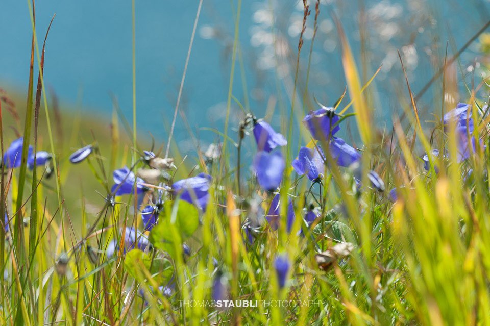 Alpen-Glockenblume