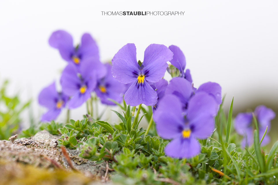 Berg Stiefmütterchen