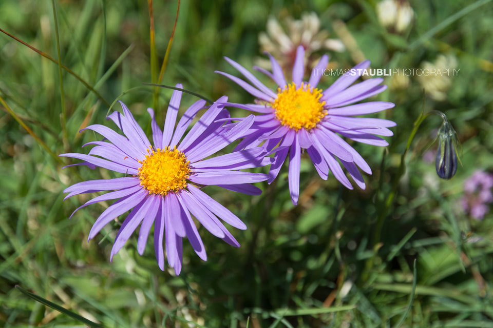 Alpen-Aster