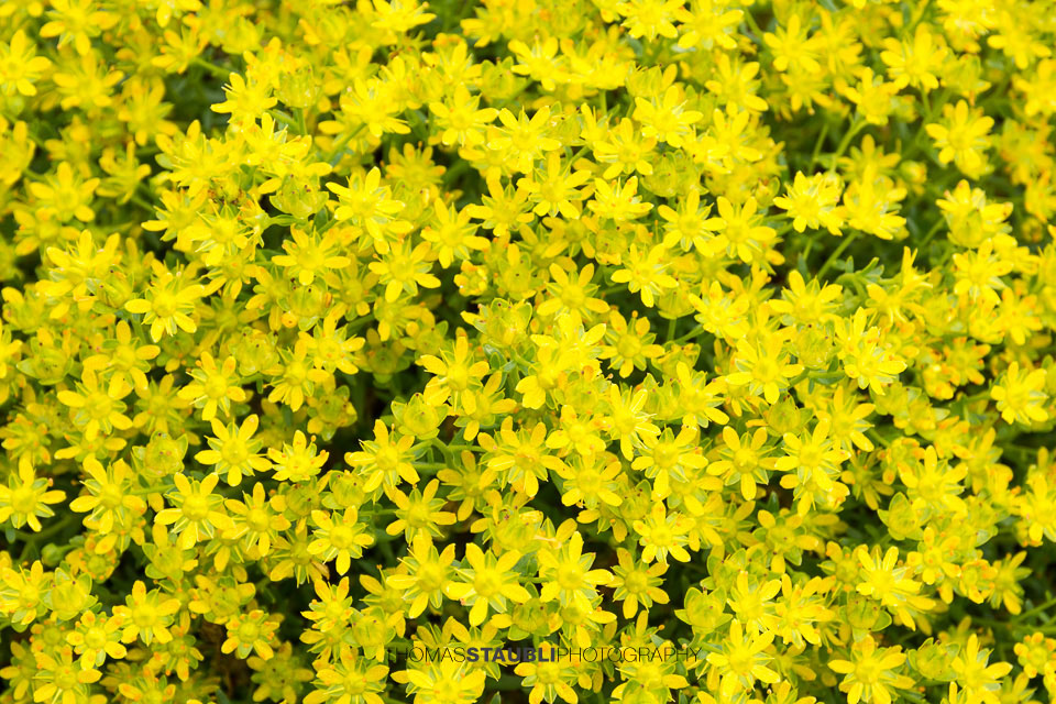 goldgelber Steinbrech