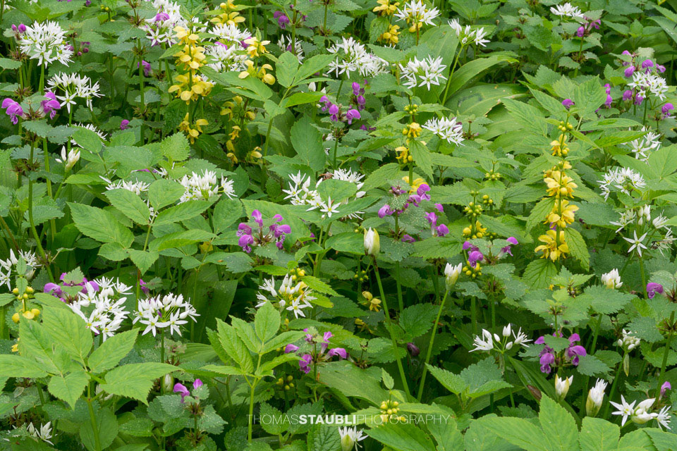 blühender Bärlauch im Wildnispark Sihlwald