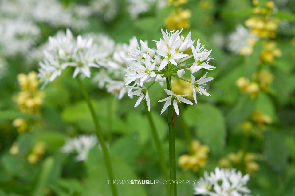 blühender Bärlauch im Wildnispark Sihlwald