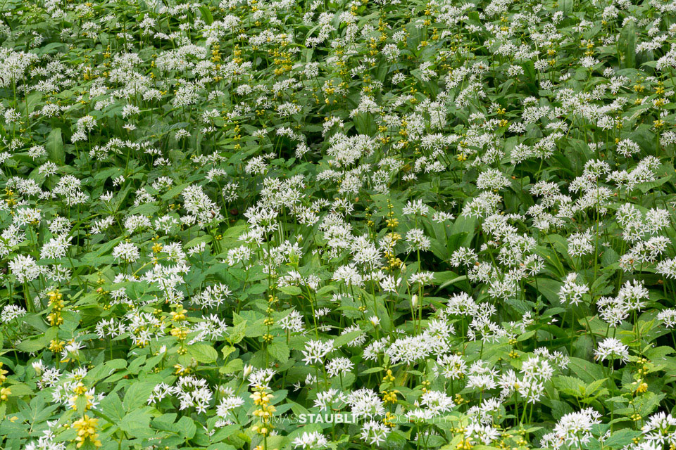 blühender Bärlauch im Wildnispark Sihlwald