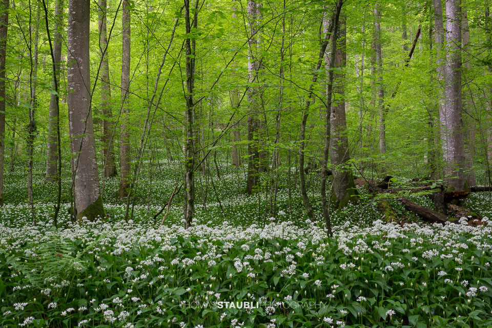 blühender Bärlauch im Wildnispark Sihlwald