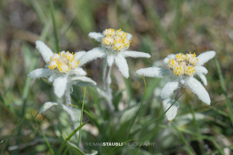Edelweiss