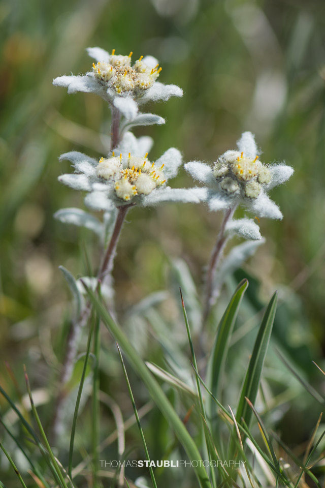 Edelweiss