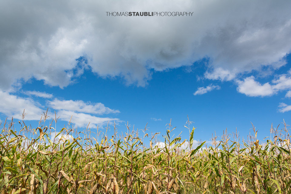 Landwirtschaft – Maisfeld