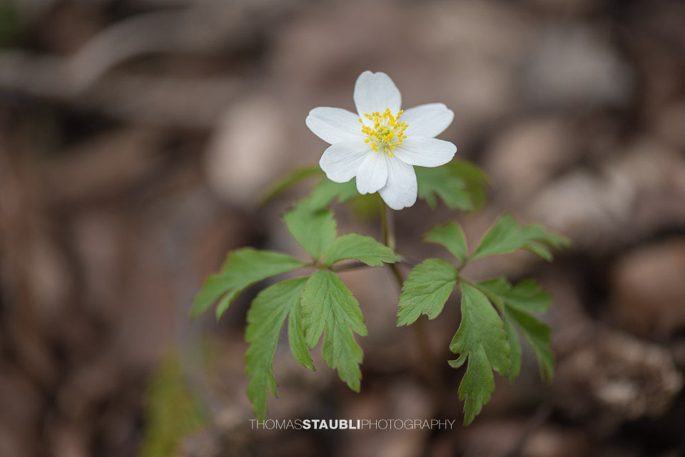 Buschwindröschen im Wald
