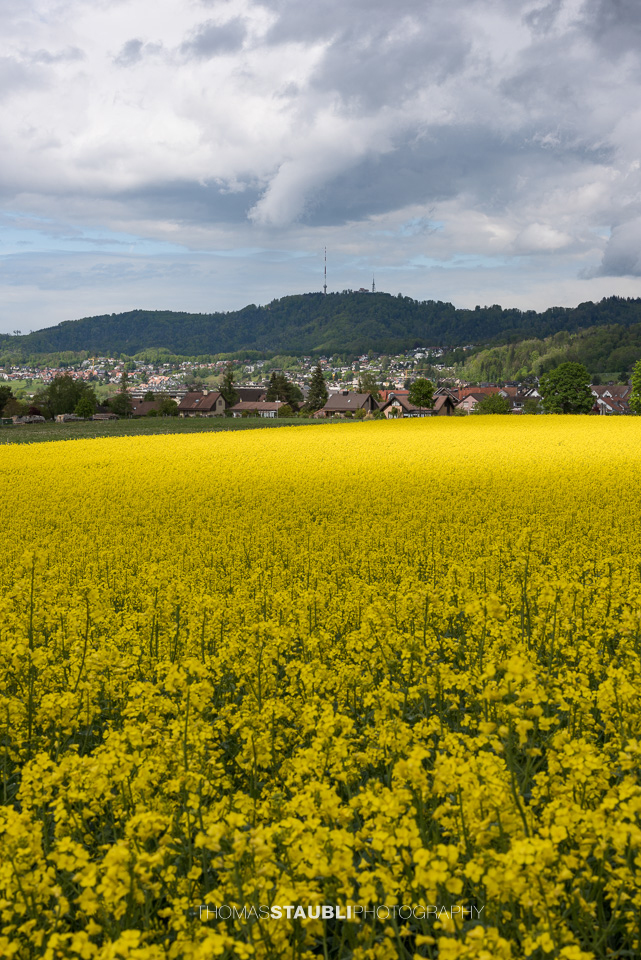 Rapsfelder im Knonauer Amt