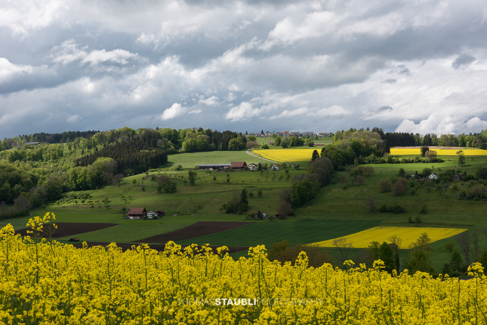 Rapsfelder im Knonauer Amt