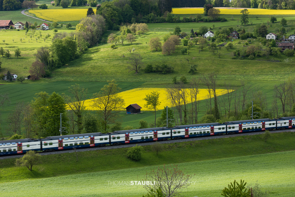 Rapsfelder im Knonauer Amt