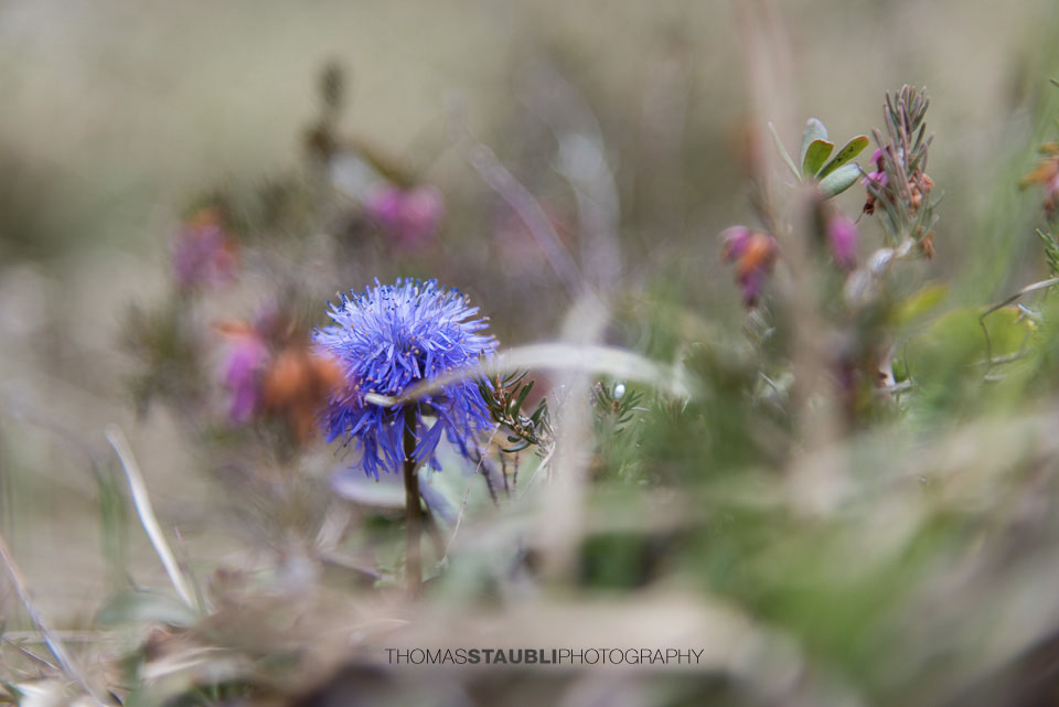 Nacktstängelige Kugelblume