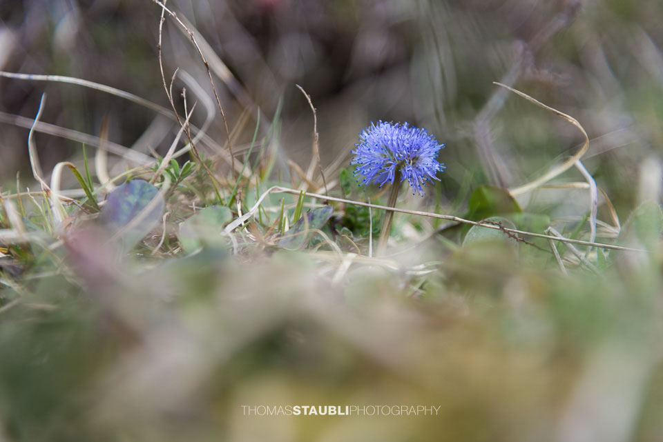 Nacktstängelige Kugelblume