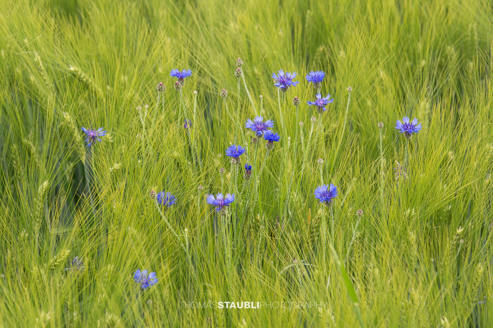 Kornblumen