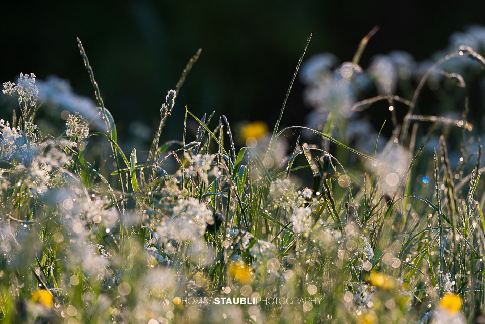 Morgentau an Grashalmen