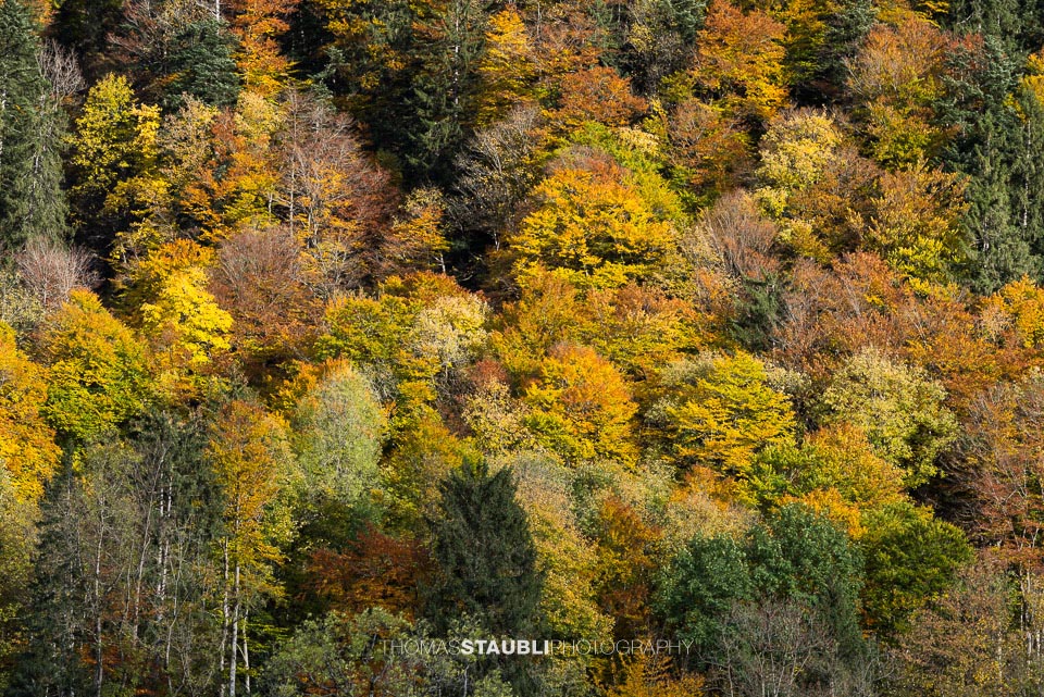 Herbstwald