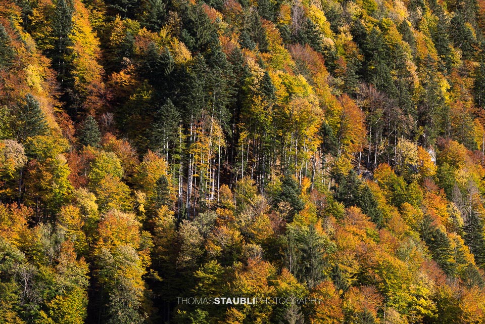 Herbstwald