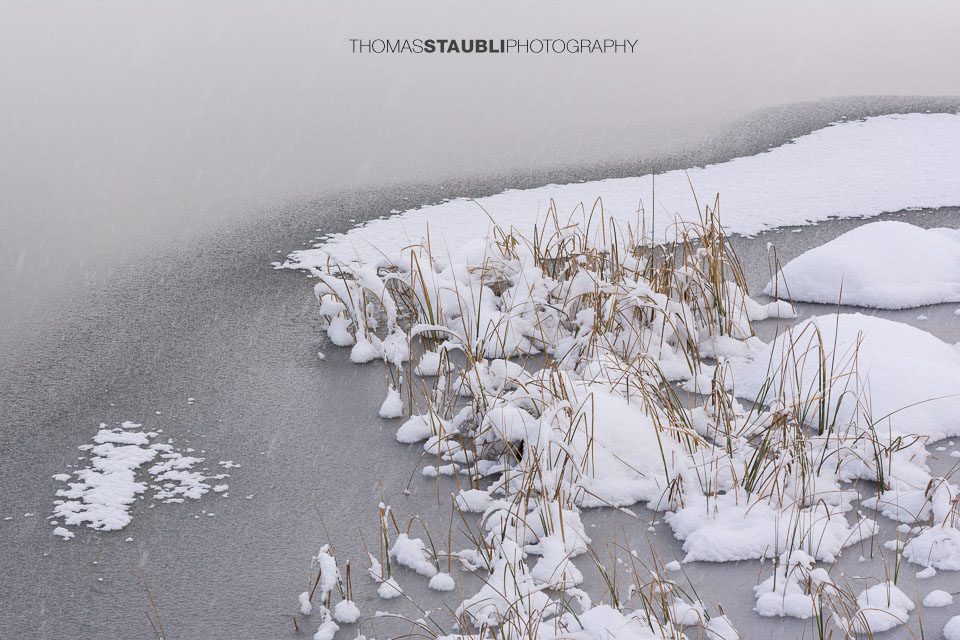 Schilf im gefrorenen Pascuminersee