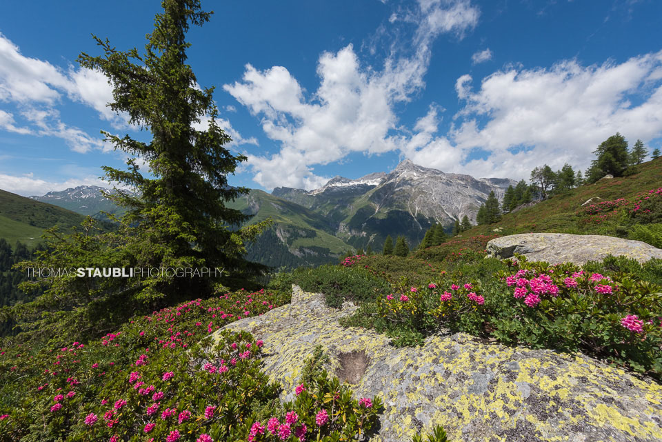 Bergfrühling bei den Räzünscher Alpen
